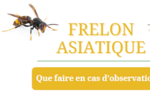 Frelons asiatiques