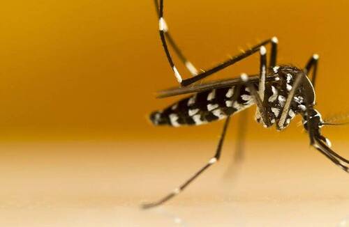 Information - Moustique tigre