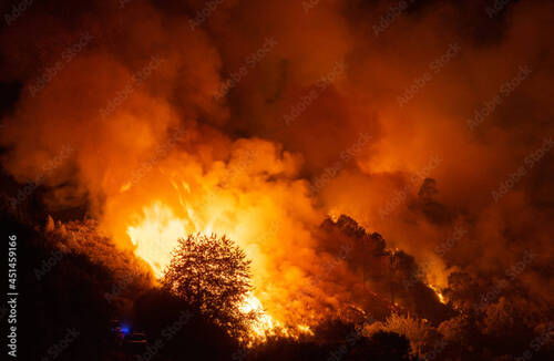 Feux de forêt