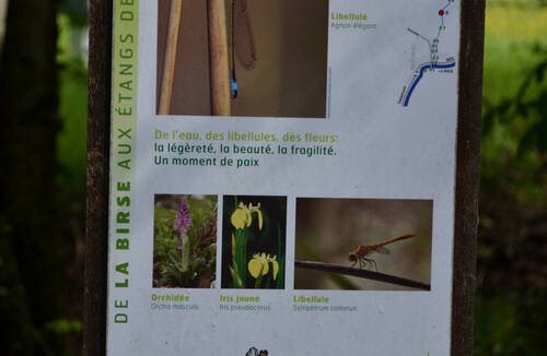 Description de l'image