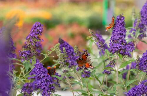 Les Envahissantes de jardins