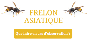 Frelons asiatiques