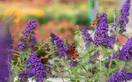 Les envahissantes de jardins